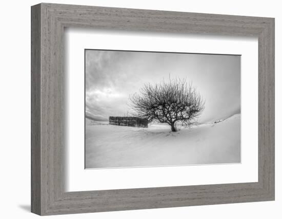 Washington, Apple Tree and Hay Bales in Winter with Storm Clouds-Terry Eggers-Framed Photographic Print