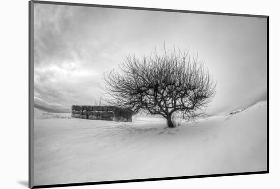 Washington, Apple Tree and Hay Bales in Winter with Storm Clouds-Terry Eggers-Mounted Photographic Print