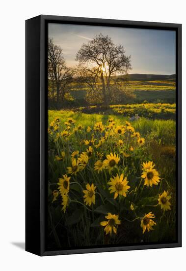 Washington, Arrowleaf Balsamroot Wildflowers at Columbia Hills State Park-Gary Luhm-Framed Premier Image Canvas