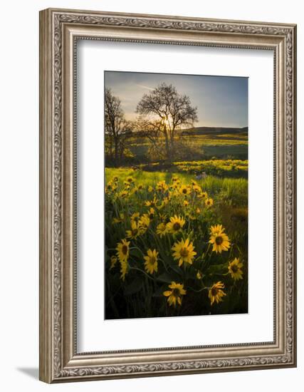 Washington, Arrowleaf Balsamroot Wildflowers at Columbia Hills State Park-Gary Luhm-Framed Photographic Print