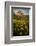 Washington, Arrowleaf Balsamroot Wildflowers at Columbia Hills State Park-Gary Luhm-Framed Photographic Print