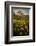 Washington, Arrowleaf Balsamroot Wildflowers at Columbia Hills State Park-Gary Luhm-Framed Photographic Print