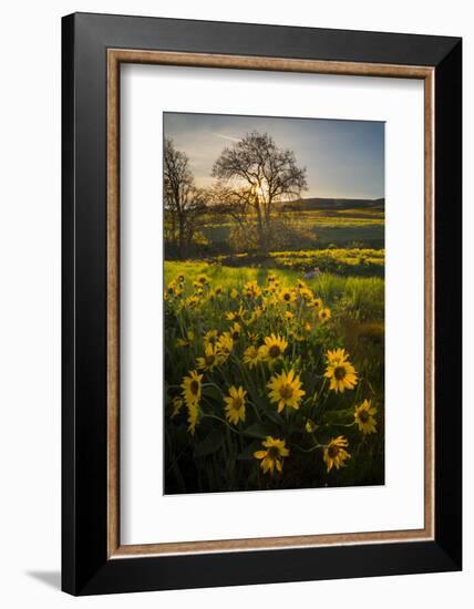 Washington, Arrowleaf Balsamroot Wildflowers at Columbia Hills State Park-Gary Luhm-Framed Photographic Print