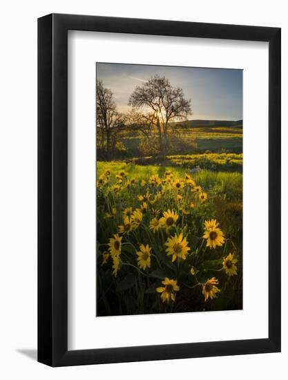 Washington, Arrowleaf Balsamroot Wildflowers at Columbia Hills State Park-Gary Luhm-Framed Photographic Print