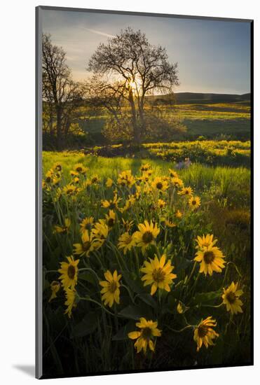 Washington, Arrowleaf Balsamroot Wildflowers at Columbia Hills State Park-Gary Luhm-Mounted Photographic Print