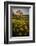 Washington, Arrowleaf Balsamroot Wildflowers at Columbia Hills State Park-Gary Luhm-Framed Photographic Print