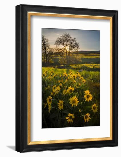 Washington, Arrowleaf Balsamroot Wildflowers at Columbia Hills State Park-Gary Luhm-Framed Photographic Print