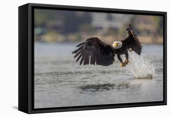 Washington, Bald Eagle Catches a Fish on Lake Sammamish, Near Marymoor Park, Redmond-Gary Luhm-Framed Premier Image Canvas