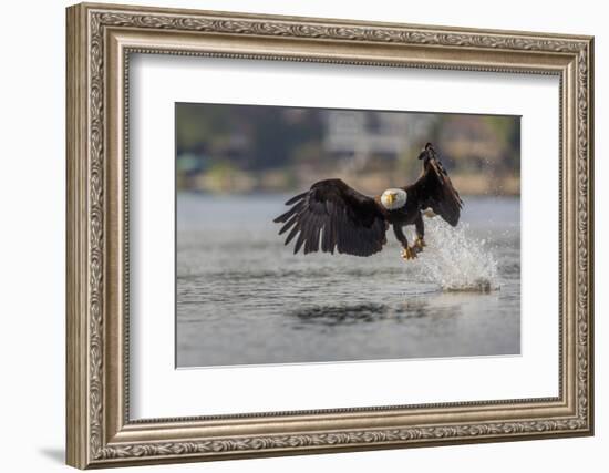 Washington, Bald Eagle Catches a Fish on Lake Sammamish, Near Marymoor Park, Redmond-Gary Luhm-Framed Photographic Print