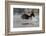 Washington, Bald Eagle Catches a Fish on Lake Sammamish, Near Marymoor Park, Redmond-Gary Luhm-Framed Photographic Print