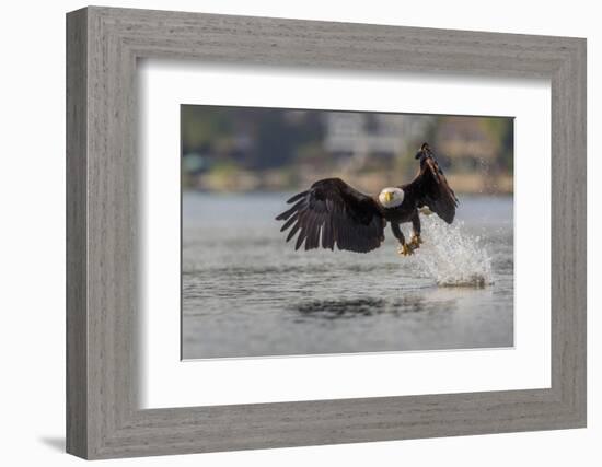 Washington, Bald Eagle Catches a Fish on Lake Sammamish, Near Marymoor Park, Redmond-Gary Luhm-Framed Photographic Print