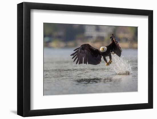Washington, Bald Eagle Catches a Fish on Lake Sammamish, Near Marymoor Park, Redmond-Gary Luhm-Framed Photographic Print