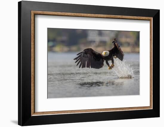 Washington, Bald Eagle Catches a Fish on Lake Sammamish, Near Marymoor Park, Redmond-Gary Luhm-Framed Photographic Print