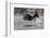 Washington, Bald Eagle Catches a Fish on Lake Sammamish, Near Marymoor Park, Redmond-Gary Luhm-Framed Photographic Print