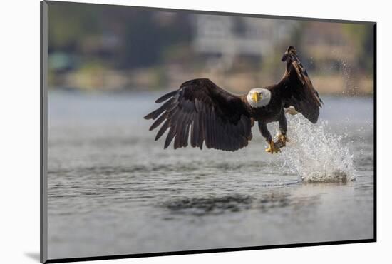 Washington, Bald Eagle Catches a Fish on Lake Sammamish, Near Marymoor Park, Redmond-Gary Luhm-Mounted Photographic Print