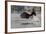 Washington, Bald Eagle Catches a Fish on Lake Sammamish, Near Marymoor Park, Redmond-Gary Luhm-Framed Photographic Print