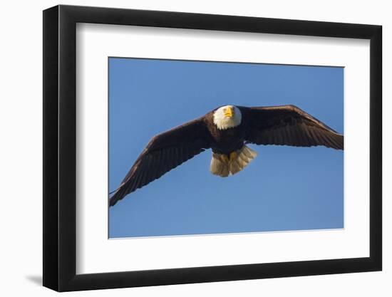 Washington, Bald Eagle in Flight over Lake Sammamish, Marymoor Park-Gary Luhm-Framed Photographic Print