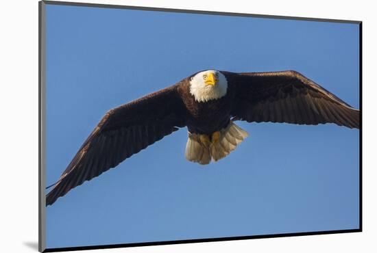 Washington, Bald Eagle in Flight over Lake Sammamish, Marymoor Park-Gary Luhm-Mounted Photographic Print
