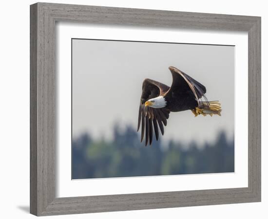 Washington, Bald Eagle in Flight with Fish over Lake Sammamish, Marymoor Park-Gary Luhm-Framed Photographic Print