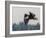 Washington, Bald Eagle in Flight with Fish over Lake Sammamish, Marymoor Park-Gary Luhm-Framed Photographic Print