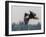 Washington, Bald Eagle in Flight with Fish over Lake Sammamish, Marymoor Park-Gary Luhm-Framed Photographic Print