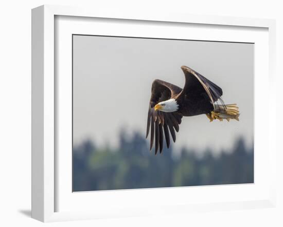 Washington, Bald Eagle in Flight with Fish over Lake Sammamish, Marymoor Park-Gary Luhm-Framed Photographic Print