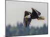 Washington, Bald Eagle in Flight with Fish over Lake Sammamish, Marymoor Park-Gary Luhm-Mounted Photographic Print
