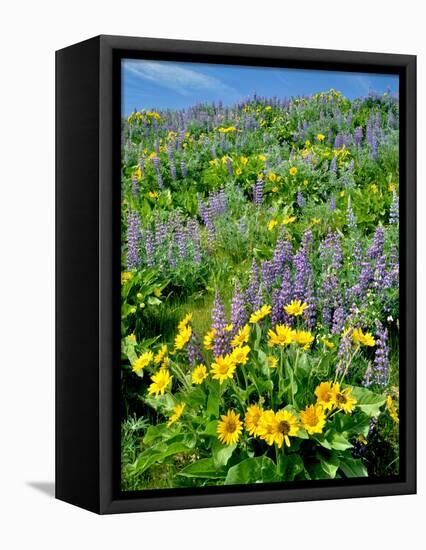 Washington, Balsamroot and Lupine in Columbia River Gorge National Scenic Area-Jaynes Gallery-Framed Premier Image Canvas