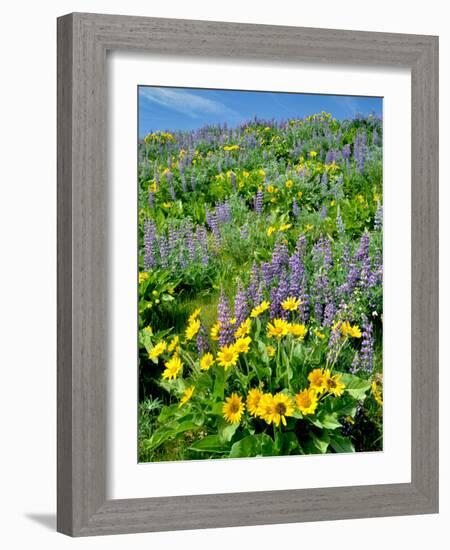 Washington, Balsamroot and Lupine in Columbia River Gorge National Scenic Area-Jaynes Gallery-Framed Photographic Print