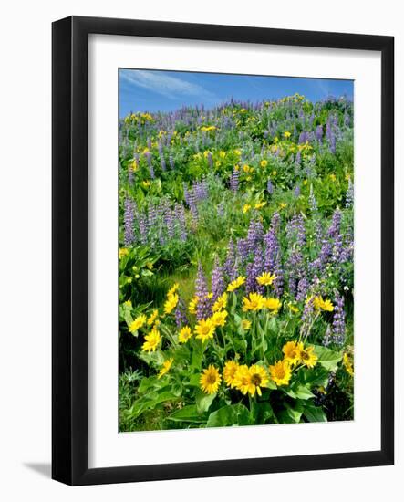 Washington, Balsamroot and Lupine in Columbia River Gorge National Scenic Area-Jaynes Gallery-Framed Photographic Print