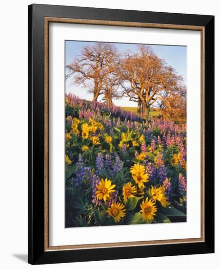 Washington, Balsamroot, Lupine, and Oaks on Hillside-Jaynes Gallery-Framed Photographic Print