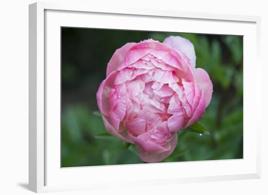 Washington, Bellevue, Peony Flowers in a Garden-Rob Tilley-Framed Photographic Print