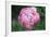 Washington, Bellevue, Peony Flowers in a Garden-Rob Tilley-Framed Photographic Print