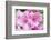 Washington, Bellevue, Rhododendron-Rob Tilley-Framed Photographic Print