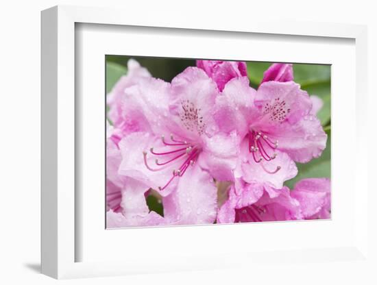 Washington, Bellevue, Rhododendron-Rob Tilley-Framed Photographic Print