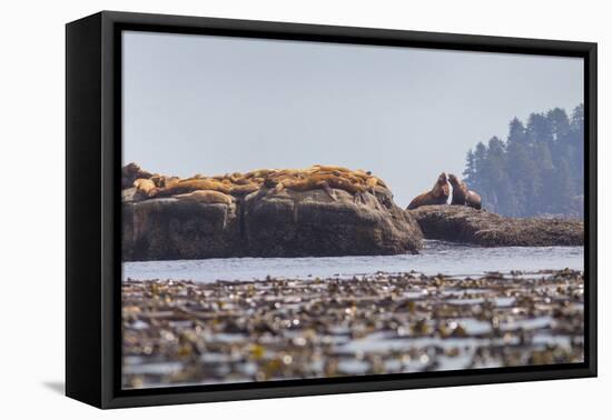 Washington, Bull Stellar Sea Lion Joust on Offshore Rock Near Harem, Off Tatoosh Island-Gary Luhm-Framed Premier Image Canvas