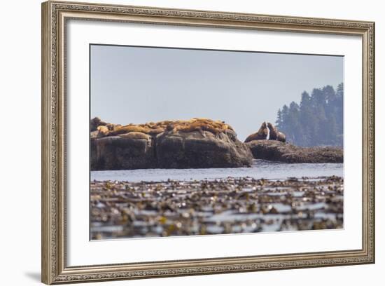 Washington, Bull Stellar Sea Lion Joust on Offshore Rock Near Harem, Off Tatoosh Island-Gary Luhm-Framed Photographic Print