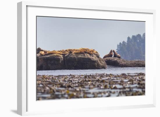 Washington, Bull Stellar Sea Lion Joust on Offshore Rock Near Harem, Off Tatoosh Island-Gary Luhm-Framed Photographic Print