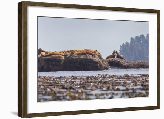 Washington, Bull Stellar Sea Lion Joust on Offshore Rock Near Harem, Off Tatoosh Island-Gary Luhm-Framed Photographic Print