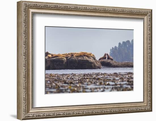 Washington, Bull Stellar Sea Lion Joust on Offshore Rock Near Harem, Off Tatoosh Island-Gary Luhm-Framed Photographic Print