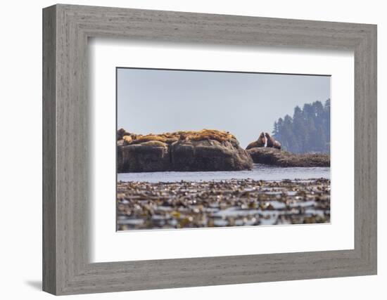 Washington, Bull Stellar Sea Lion Joust on Offshore Rock Near Harem, Off Tatoosh Island-Gary Luhm-Framed Photographic Print