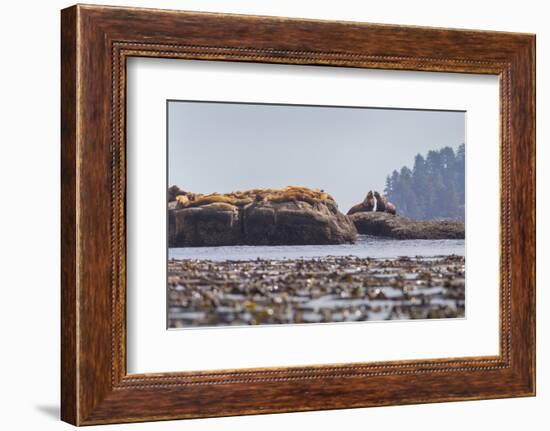 Washington, Bull Stellar Sea Lion Joust on Offshore Rock Near Harem, Off Tatoosh Island-Gary Luhm-Framed Photographic Print