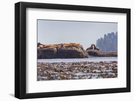 Washington, Bull Stellar Sea Lion Joust on Offshore Rock Near Harem, Off Tatoosh Island-Gary Luhm-Framed Photographic Print