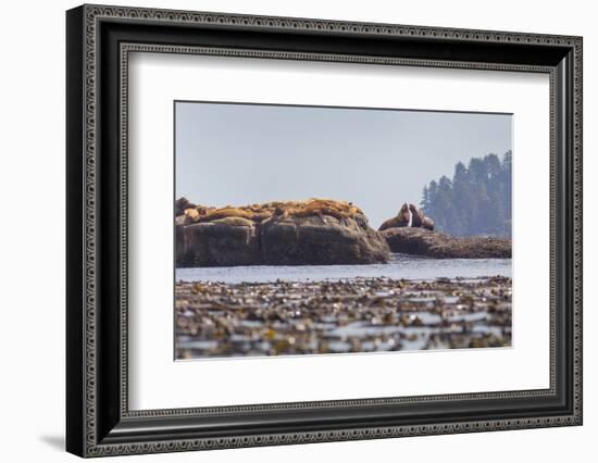 Washington, Bull Stellar Sea Lion Joust on Offshore Rock Near Harem, Off Tatoosh Island-Gary Luhm-Framed Photographic Print