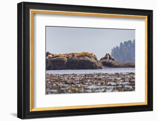 Washington, Bull Stellar Sea Lion Joust on Offshore Rock Near Harem, Off Tatoosh Island-Gary Luhm-Framed Photographic Print