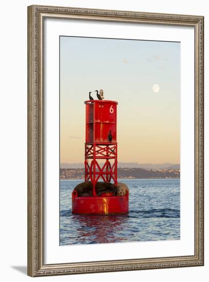 Washington, California Sea Lions and Cormorants. Full Moon-Trish Drury-Framed Photographic Print