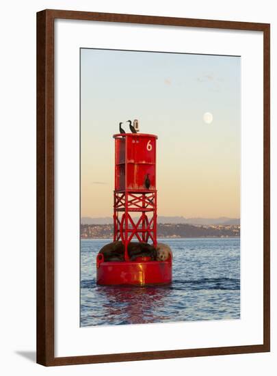 Washington, California Sea Lions and Cormorants. Full Moon-Trish Drury-Framed Photographic Print