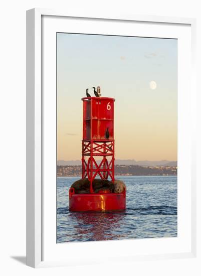 Washington, California Sea Lions and Cormorants. Full Moon-Trish Drury-Framed Photographic Print