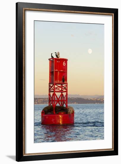 Washington, California Sea Lions and Cormorants. Full Moon-Trish Drury-Framed Photographic Print