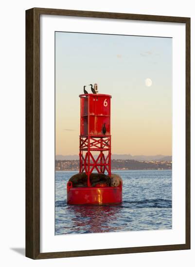 Washington, California Sea Lions and Cormorants. Full Moon-Trish Drury-Framed Photographic Print